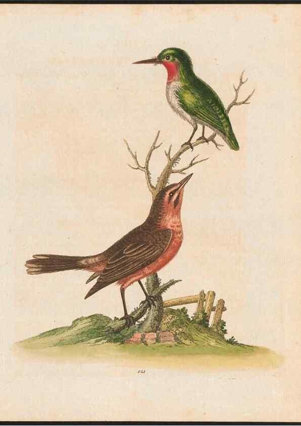 Reproducción/Reproduction 48858816857: A natural history of uncommon birds :. London :Printed for the author, at the College of Physicians in Warwick-Lane,1743-1751.. 