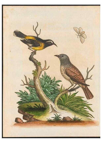 Reproducción/Reproduction 48858265713: A natural history of uncommon birds :. London :Printed for the author, at the College of Physicians in Warwick-Lane,1743-1751.. 