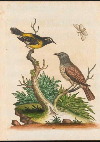 Reproducción/Reproduction 48858265713: A natural history of uncommon birds :. London :Printed for the author, at the College of Physicians in Warwick-Lane,1743-1751.. 