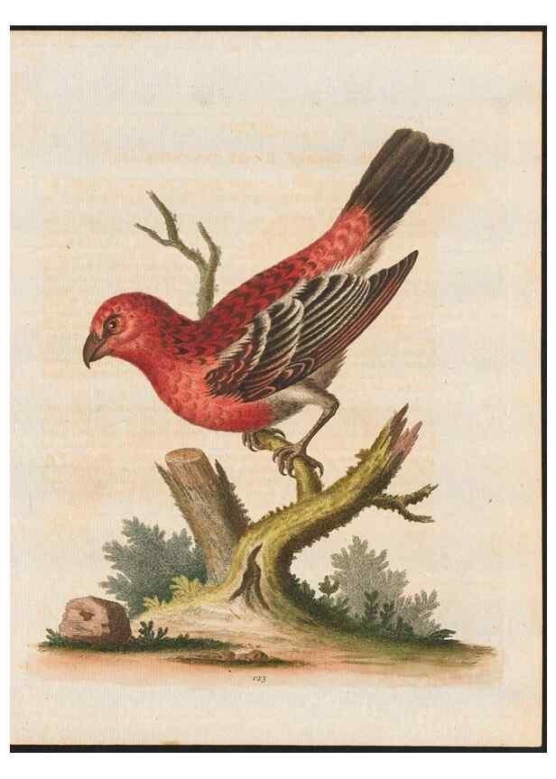 Reproducción/Reproduction 48858623436: A natural history of uncommon birds :. London :Printed for the author, at the College of Physicians in Warwick-Lane,1743-1751.. 