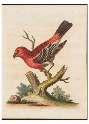 Reproducción/Reproduction 48858623436: A natural history of uncommon birds :. London :Printed for the author, at the College of Physicians in Warwick-Lane,1743-1751.. 