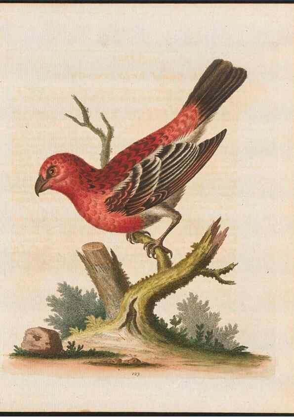 Reproducción/Reproduction 48858623436: A natural history of uncommon birds :. London :Printed for the author, at the College of Physicians in Warwick-Lane,1743-1751.. 