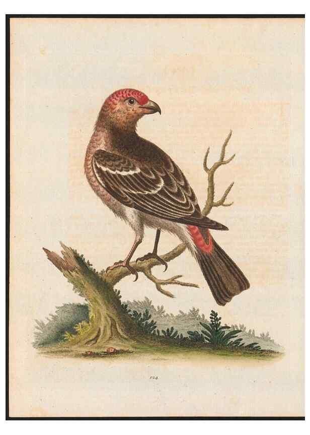 Reproducción/Reproduction 48858623796: A natural history of uncommon birds :. London :Printed for the author, at the College of Physicians in Warwick-Lane,1743-1751.. 