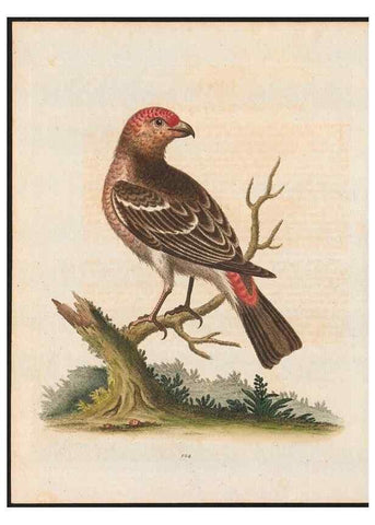 Reproducción/Reproduction 48858623796: A natural history of uncommon birds :. London :Printed for the author, at the College of Physicians in Warwick-Lane,1743-1751.. 