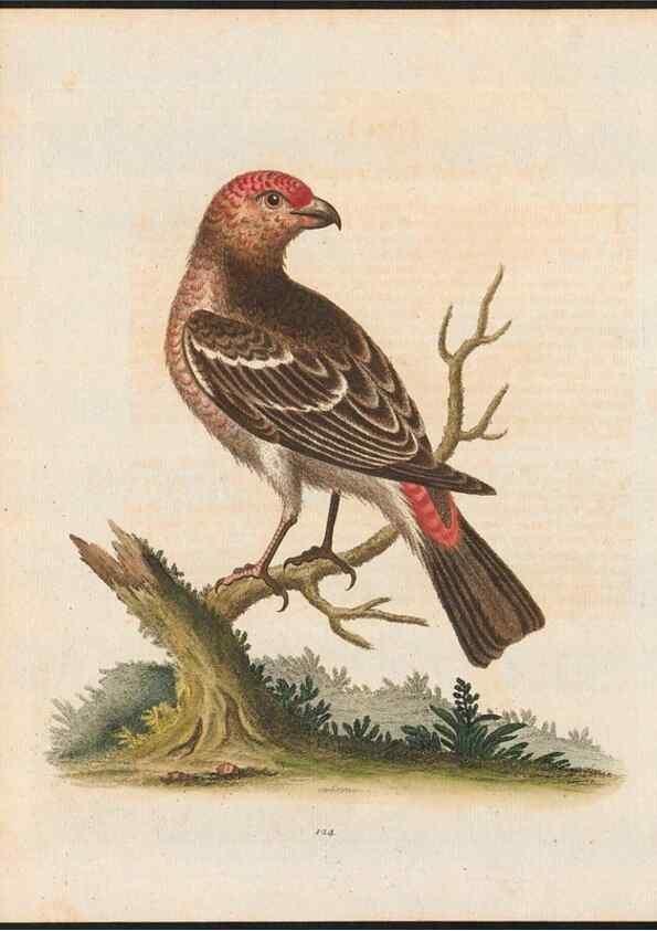 Reproducción/Reproduction 48858623796: A natural history of uncommon birds :. London :Printed for the author, at the College of Physicians in Warwick-Lane,1743-1751.. 