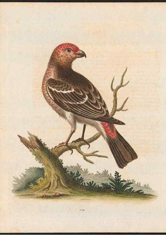 Reproducción/Reproduction 48858623796: A natural history of uncommon birds :. London :Printed for the author, at the College of Physicians in Warwick-Lane,1743-1751.. 