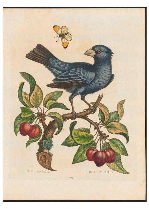 Reproducción/Reproduction 48858266593: A natural history of uncommon birds :. London :Printed for the author, at the College of Physicians in Warwick-Lane,1743-1751.. 