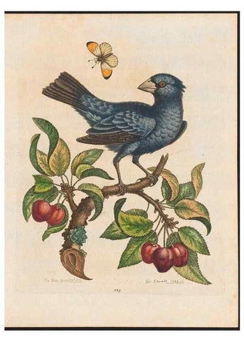 Reproducción/Reproduction 48858266593: A natural history of uncommon birds :. London :Printed for the author, at the College of Physicians in Warwick-Lane,1743-1751.. 