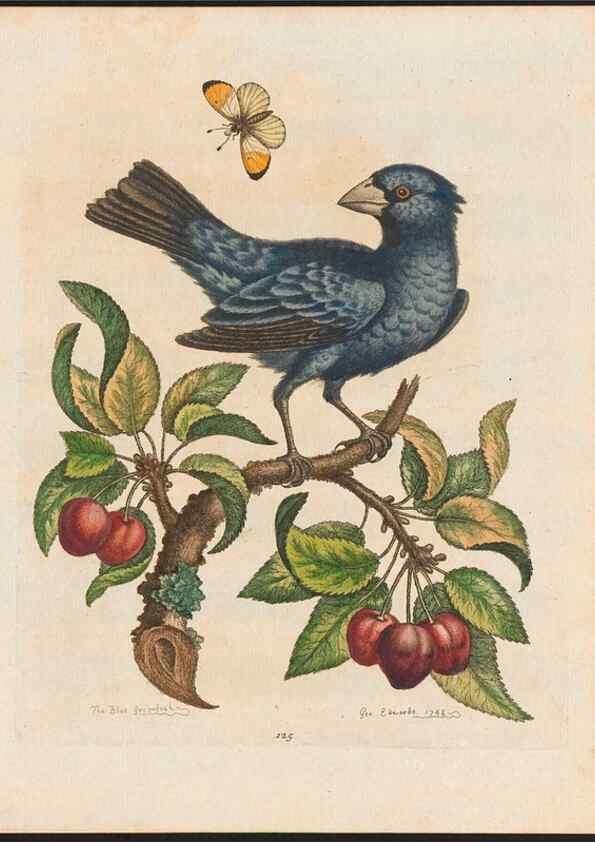 Reproducción/Reproduction 48858266593: A natural history of uncommon birds :. London :Printed for the author, at the College of Physicians in Warwick-Lane,1743-1751.. 