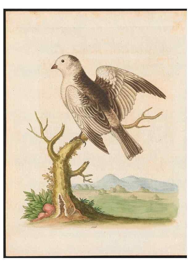 Reproducción/Reproduction 48858624416: A natural history of uncommon birds :. London :Printed for the author, at the College of Physicians in Warwick-Lane,1743-1751.. 