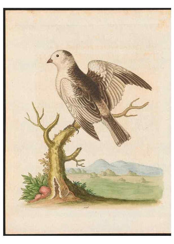 Reproducción/Reproduction 48858624416: A natural history of uncommon birds :. London :Printed for the author, at the College of Physicians in Warwick-Lane,1743-1751.. 