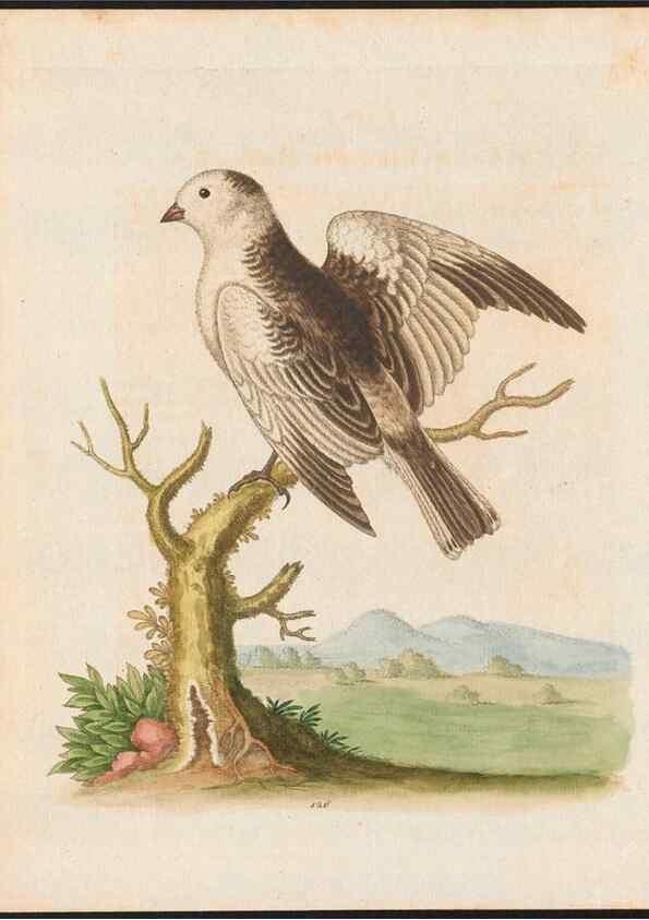 Reproducción/Reproduction 48858624416: A natural history of uncommon birds :. London :Printed for the author, at the College of Physicians in Warwick-Lane,1743-1751.. 