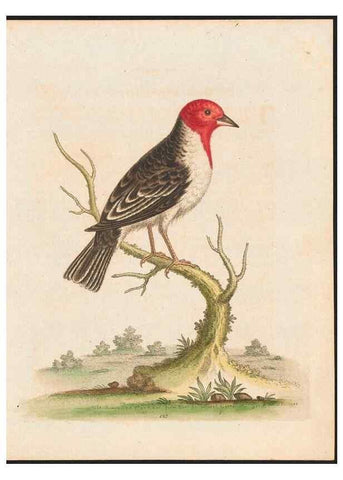 Reproducción/Reproduction 48858818537: A natural history of uncommon birds :. London :Printed for the author, at the College of Physicians in Warwick-Lane,1743-1751.. 