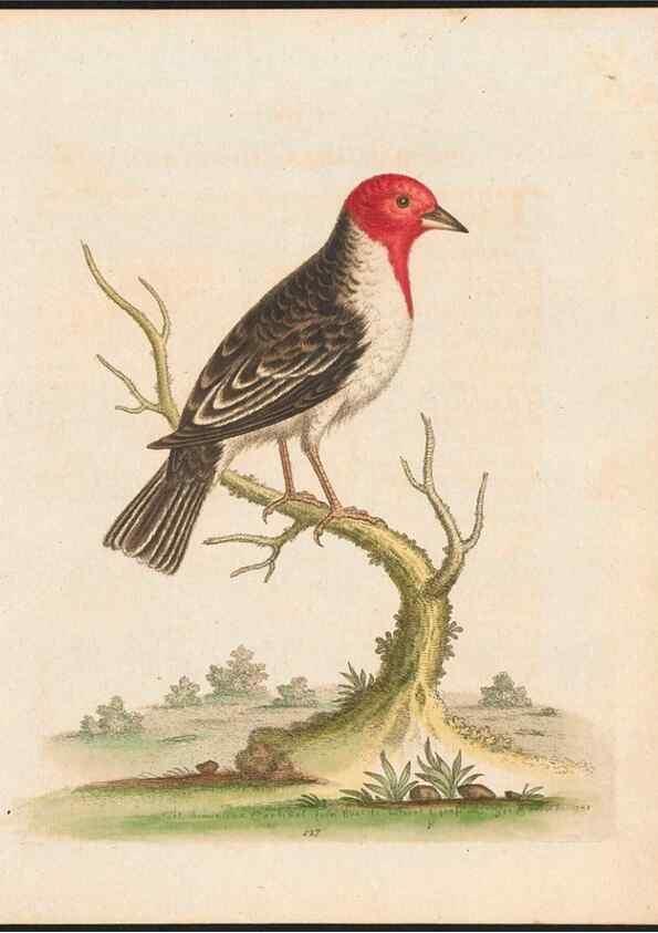 Reproducción/Reproduction 48858818537: A natural history of uncommon birds :. London :Printed for the author, at the College of Physicians in Warwick-Lane,1743-1751.. 