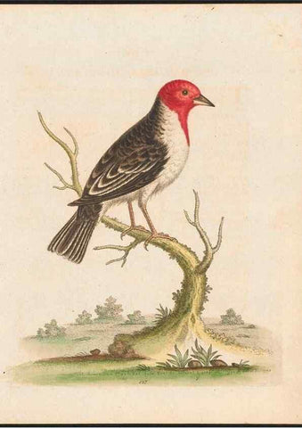 Reproducción/Reproduction 48858818537: A natural history of uncommon birds :. London :Printed for the author, at the College of Physicians in Warwick-Lane,1743-1751.. 