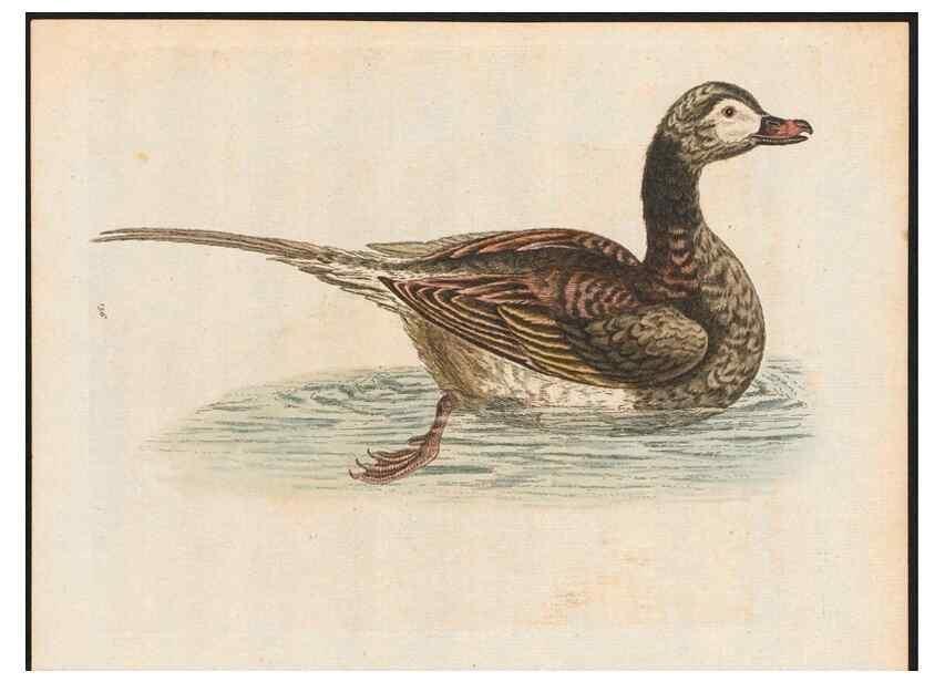 Reproducción/Reproduction 48858634701: A natural history of uncommon birds :. London :Printed for the author, at the College of Physicians in Warwick-Lane,1743-1751.. 