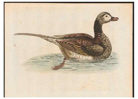 Reproducción/Reproduction 48858634701: A natural history of uncommon birds :. London :Printed for the author, at the College of Physicians in Warwick-Lane,1743-1751.. 