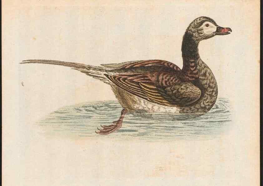 Reproducción/Reproduction 48858634701: A natural history of uncommon birds :. London :Printed for the author, at the College of Physicians in Warwick-Lane,1743-1751.. 