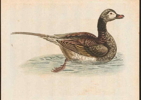 Reproducción/Reproduction 48858634701: A natural history of uncommon birds :. London :Printed for the author, at the College of Physicians in Warwick-Lane,1743-1751.. 