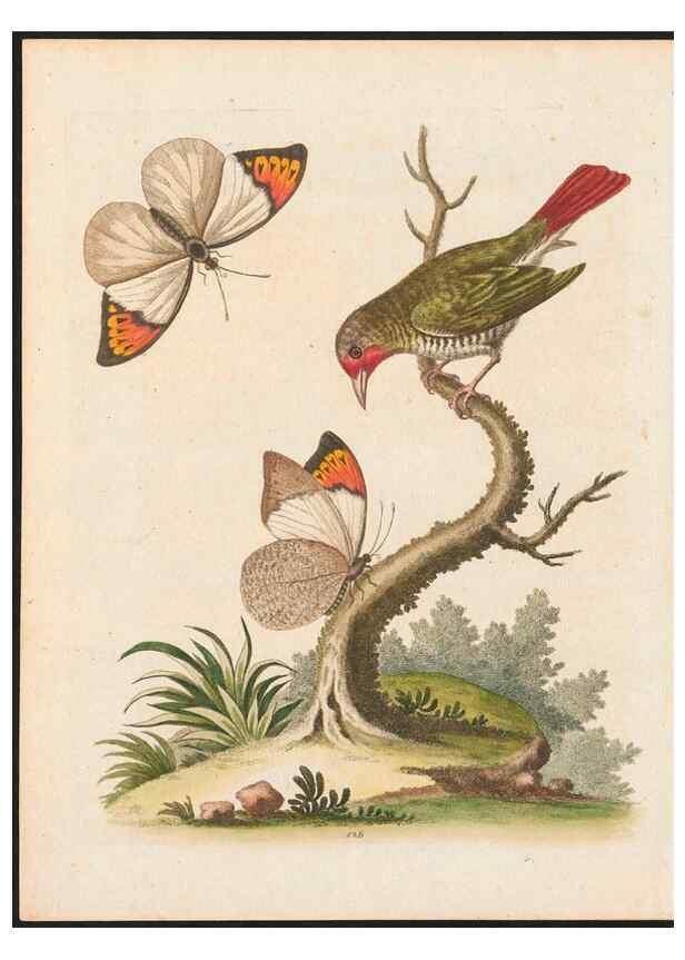 Reproducción/Reproduction 48858818807: A natural history of uncommon birds :. London :Printed for the author, at the College of Physicians in Warwick-Lane,1743-1751.. 