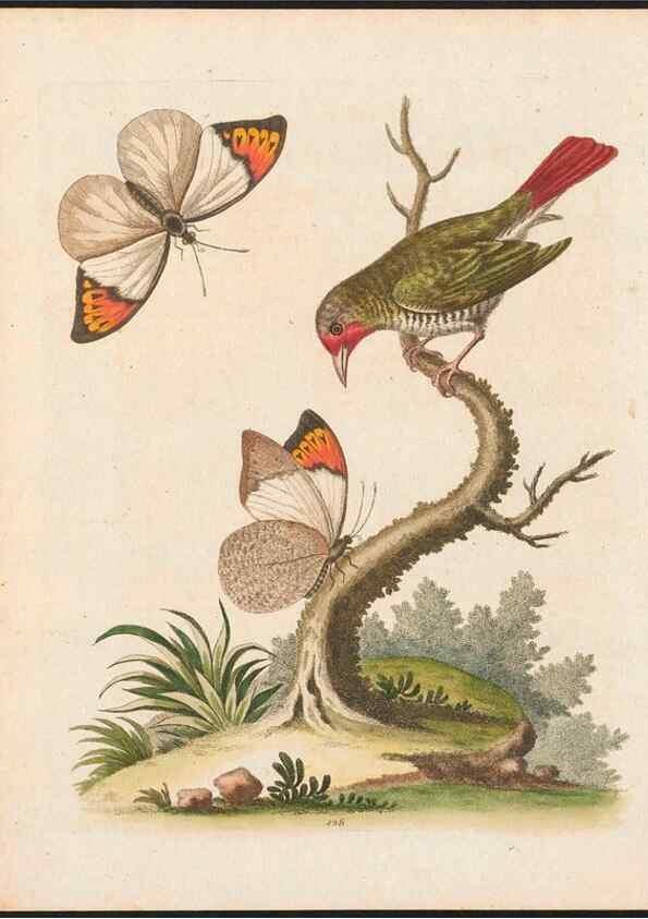 Reproducción/Reproduction 48858818807: A natural history of uncommon birds :. London :Printed for the author, at the College of Physicians in Warwick-Lane,1743-1751.. 