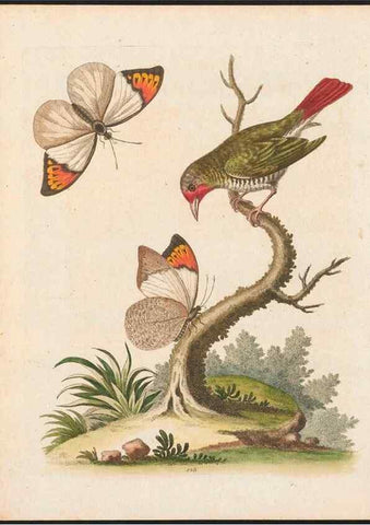 Reproducción/Reproduction 48858818807: A natural history of uncommon birds :. London :Printed for the author, at the College of Physicians in Warwick-Lane,1743-1751.. 