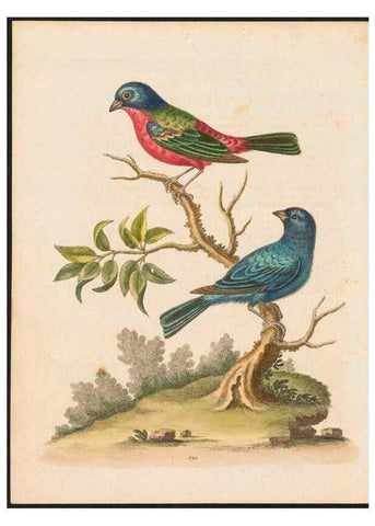 Reproducción/Reproduction 48858268278: A natural history of uncommon birds :. London :Printed for the author, at the College of Physicians in Warwick-Lane,1743-1751.. 