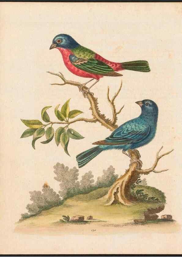 Reproducción/Reproduction 48858268278: A natural history of uncommon birds :. London :Printed for the author, at the College of Physicians in Warwick-Lane,1743-1751.. 