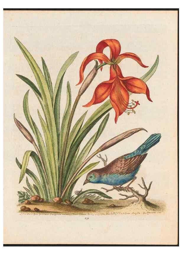 Reproducción/Reproduction 48858819867: A natural history of uncommon birds :. London :Printed for the author, at the College of Physicians in Warwick-Lane,1743-1751.. 