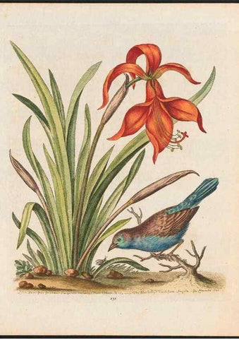 Reproducción/Reproduction 48858819867: A natural history of uncommon birds :. London :Printed for the author, at the College of Physicians in Warwick-Lane,1743-1751.. 