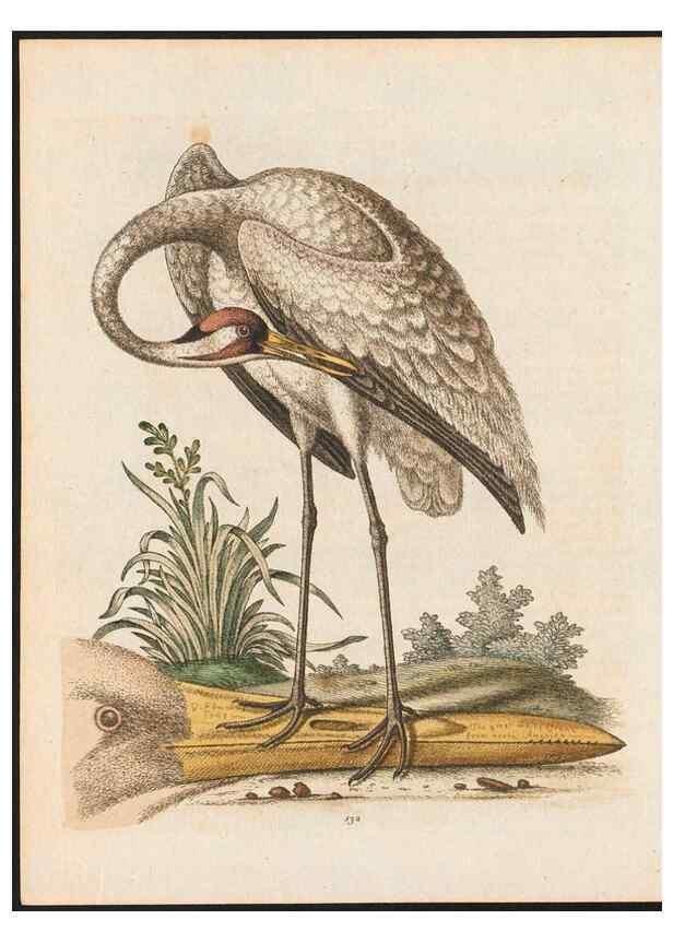 Reproducción/Reproduction 48858820192: A natural history of uncommon birds :. London :Printed for the author, at the College of Physicians in Warwick-Lane,1743-1751.. 