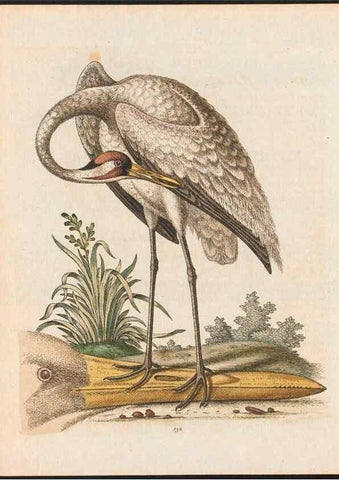 Reproducción/Reproduction 48858820192: A natural history of uncommon birds :. London :Printed for the author, at the College of Physicians in Warwick-Lane,1743-1751.. 