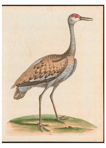 Reproducción/Reproduction 48858820502: A natural history of uncommon birds :. London :Printed for the author, at the College of Physicians in Warwick-Lane,1743-1751.. 