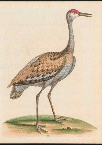 Reproducción/Reproduction 48858820502: A natural history of uncommon birds :. London :Printed for the author, at the College of Physicians in Warwick-Lane,1743-1751.. 