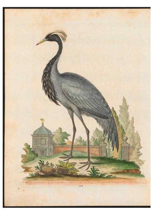 Reproducción/Reproduction 48858269768: A natural history of uncommon birds :. London :Printed for the author, at the College of Physicians in Warwick-Lane,1743-1751.. 