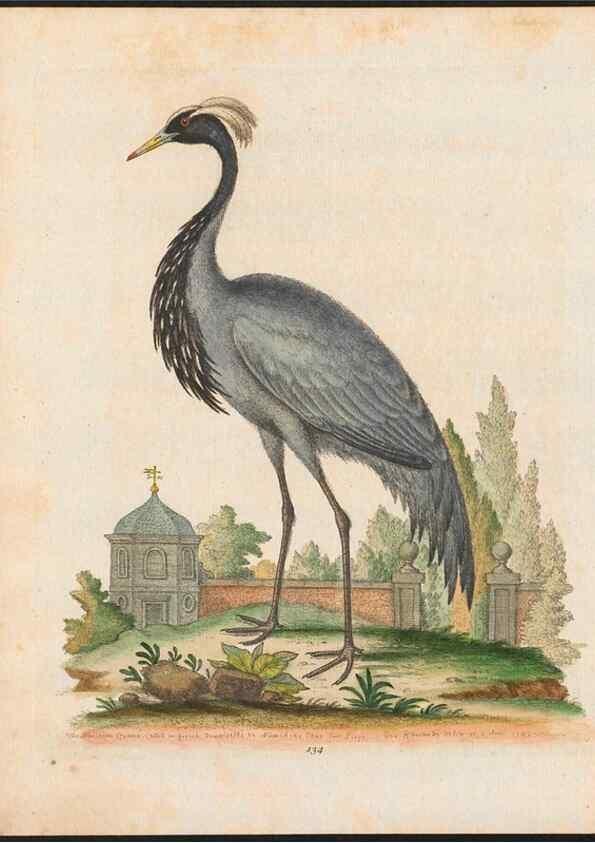 Reproducción/Reproduction 48858269768: A natural history of uncommon birds :. London :Printed for the author, at the College of Physicians in Warwick-Lane,1743-1751.. 