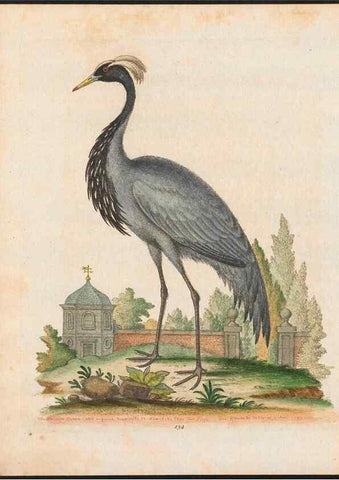 Reproducción/Reproduction 48858269768: A natural history of uncommon birds :. London :Printed for the author, at the College of Physicians in Warwick-Lane,1743-1751.. 