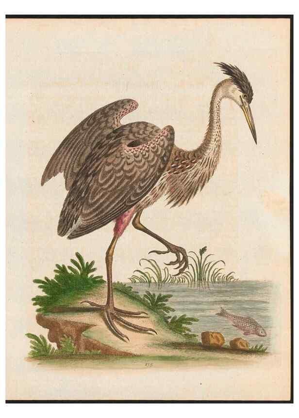 Reproducción/Reproduction 48858270158: A natural history of uncommon birds :. London :Printed for the author, at the College of Physicians in Warwick-Lane,1743-1751.. 