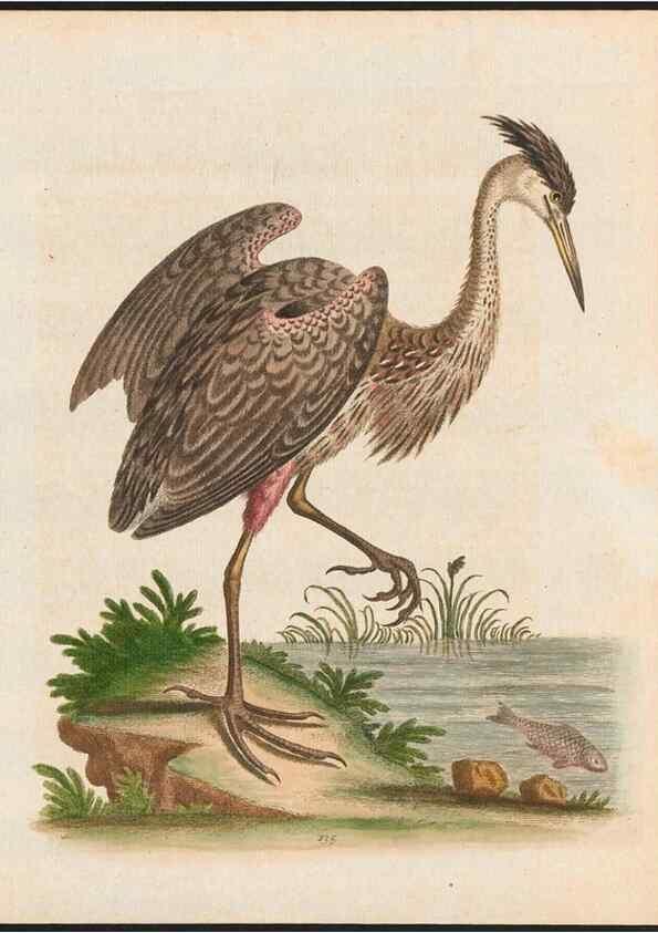 Reproducción/Reproduction 48858270158: A natural history of uncommon birds :. London :Printed for the author, at the College of Physicians in Warwick-Lane,1743-1751.. 