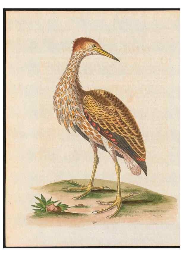 Reproducción/Reproduction 48858821857: A natural history of uncommon birds :. London :Printed for the author, at the College of Physicians in Warwick-Lane,1743-1751.. 