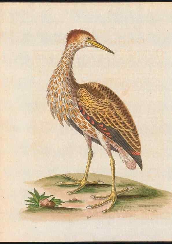 Reproducción/Reproduction 48858821857: A natural history of uncommon birds :. London :Printed for the author, at the College of Physicians in Warwick-Lane,1743-1751.. 