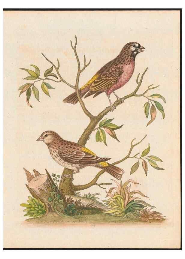 Reproducción/Reproduction 48858267803: A natural history of uncommon birds :. London :Printed for the author, at the College of Physicians in Warwick-Lane,1743-1751.. 
