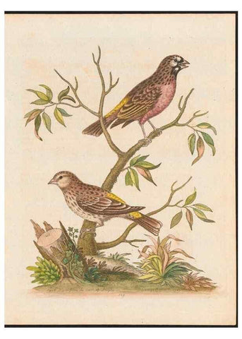 Reproducción/Reproduction 48858267803: A natural history of uncommon birds :. London :Printed for the author, at the College of Physicians in Warwick-Lane,1743-1751.. 