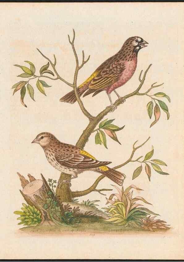 Reproducción/Reproduction 48858267803: A natural history of uncommon birds :. London :Printed for the author, at the College of Physicians in Warwick-Lane,1743-1751.. 