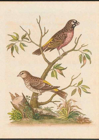 Reproducción/Reproduction 48858267803: A natural history of uncommon birds :. London :Printed for the author, at the College of Physicians in Warwick-Lane,1743-1751.. 
