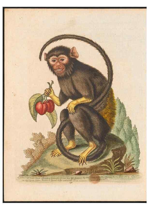 Reproducción/Reproduction 48858288968: A natural history of uncommon birds :. London :Printed for the author, at the College of Physicians in Warwick-Lane,1743-1751.. 