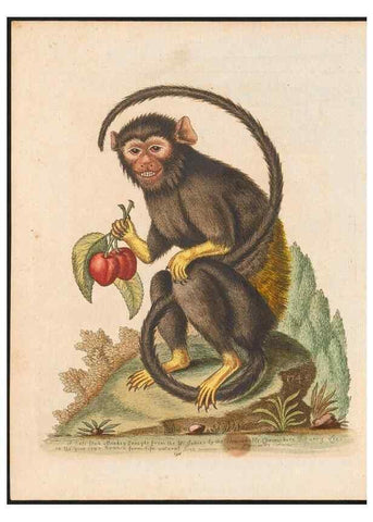 Reproducción/Reproduction 48858288968: A natural history of uncommon birds :. London :Printed for the author, at the College of Physicians in Warwick-Lane,1743-1751.. 