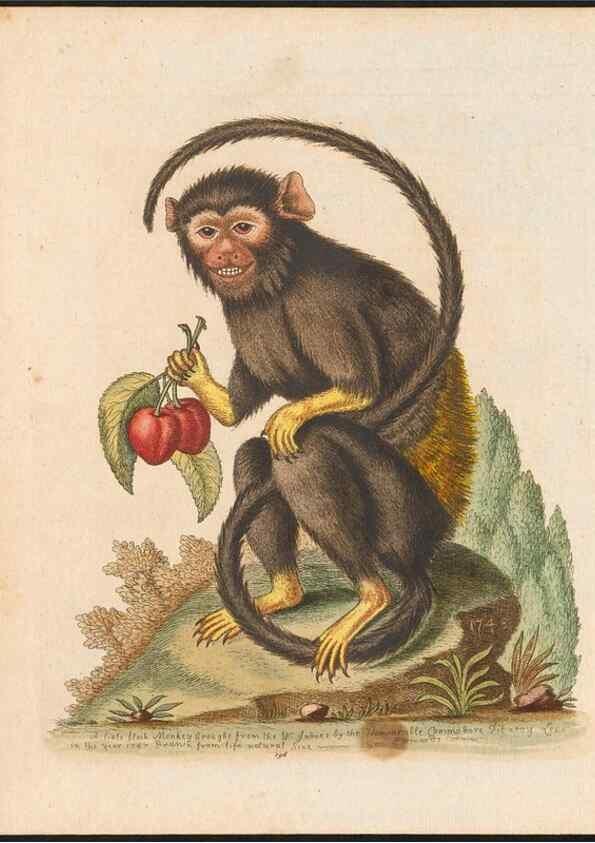 Reproducción/Reproduction 48858288968: A natural history of uncommon birds :. London :Printed for the author, at the College of Physicians in Warwick-Lane,1743-1751.. 