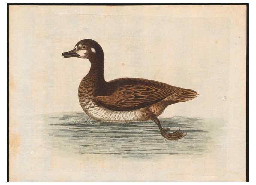 Reproducción/Reproduction 48858277548: A natural history of uncommon birds :. London :Printed for the author, at the College of Physicians in Warwick-Lane,1743-1751.. 