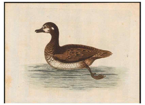 Reproducción/Reproduction 48858277548: A natural history of uncommon birds :. London :Printed for the author, at the College of Physicians in Warwick-Lane,1743-1751.. 